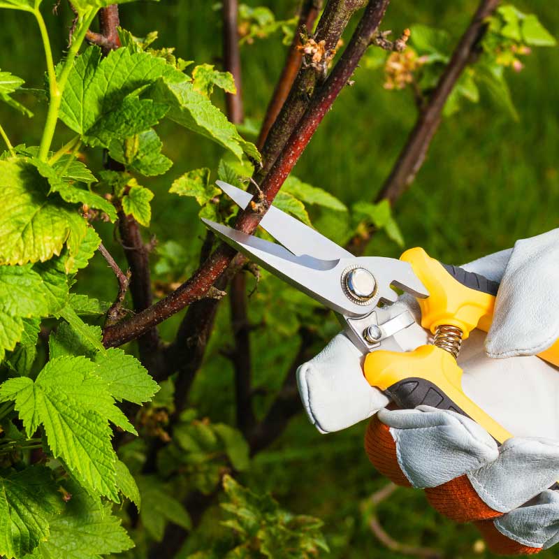 Calw Gartenpflegefirma Apido Clean GmbH